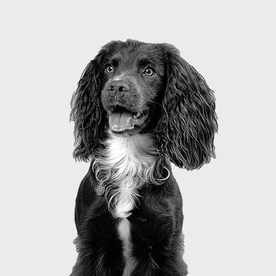 Luca er kontorhund hos Creative ZOO